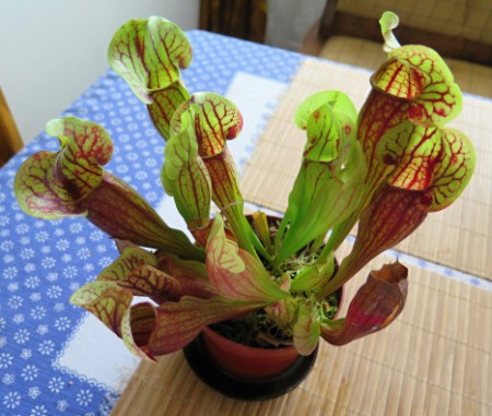 Sarracenia psittacina